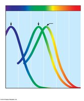 Cone sensitivity to different wavelengths