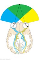Visual fields and visual pathway to the brain