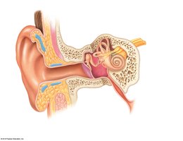 Anatomy of the ear