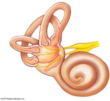 Crista ampullaris (dynamic equilibrium receptor region)