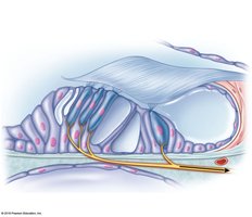 Hair cells of the spiral organ of Corti
