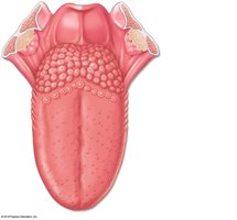 Location and structure of taste buds