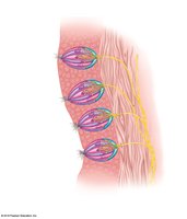Structure of a taste bud