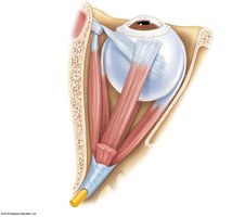 Extrinsic muscles of the eye, alternate view