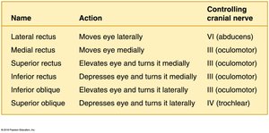 Table of extrinsic eye muscles and their actions