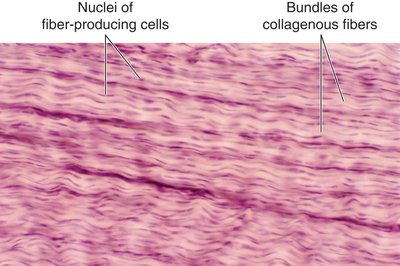 Dense fibrous connective tissue under microscope
