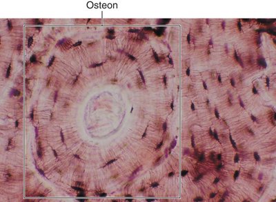 Bone tissue showing osteon structure