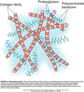 Extracellular matrix with collagen fibrils, proteoglycans, and polysaccharide backbone