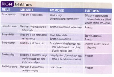 Table of epithelial tissue types, structures, locations, and functions