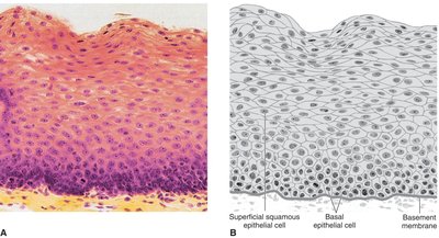 Histology of stratified squamous epithelium
