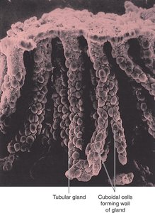 Cuboidal cells forming wall of gland