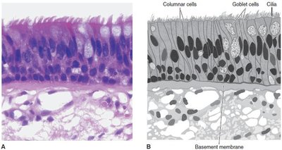Histology of pseudostratified columnar epithelium