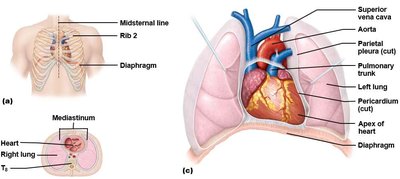 Heart location and mediastinum
