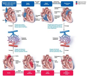 Blood flow through the heart