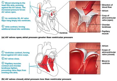 Atrioventricular valve function