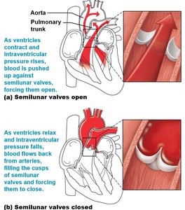 Semilunar valve function