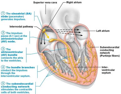 Electrical conduction system of the heart