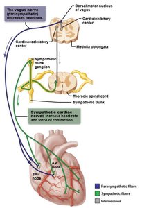 Autonomic innervation of the heart