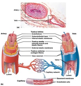 Structure of arteries, veins, and capillaries