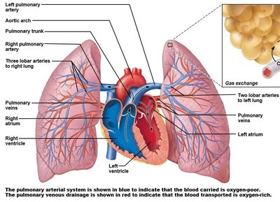 Pulmonary circulation pathway