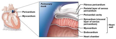 Pericardium and heart wall layers
