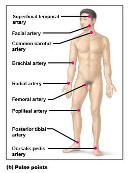 Pulse points on the body