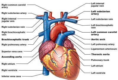 Great vessels of the heart