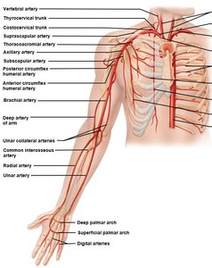 Vascular anastomoses