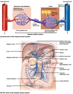 Hepatic portal system