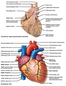 External anatomy of the heart
