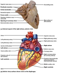 Internal anatomy of the heart