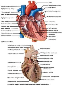 Heart valves and internal features