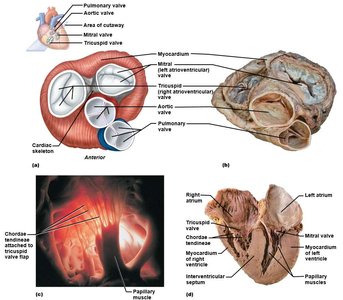 Valve anatomy and chordae tendineae