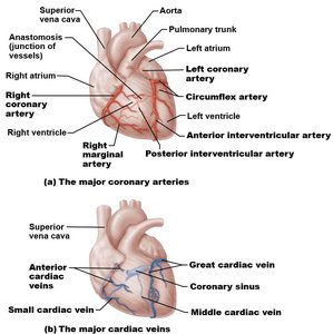 Coronary arteries and veins