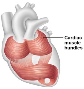 Cardiac muscle bundles