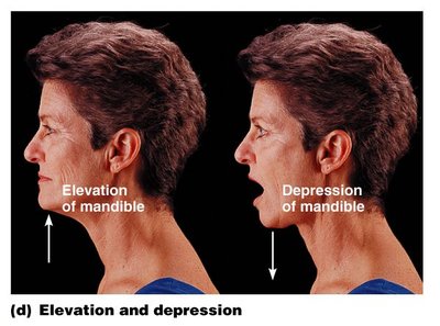 Elevation and depression of the mandible