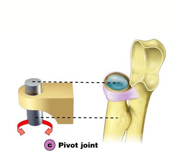 Pivot joint structure and movement