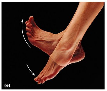 Dorsiflexion and plantar flexion of the foot