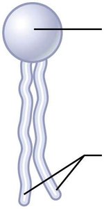 Phospholipid bilayer structure