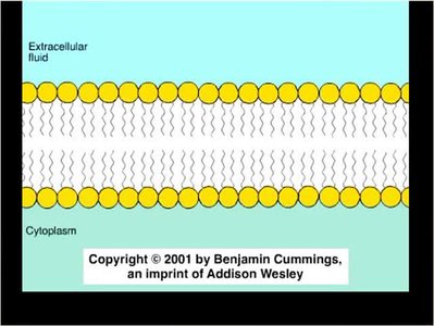 Fluid mosaic model of membrane