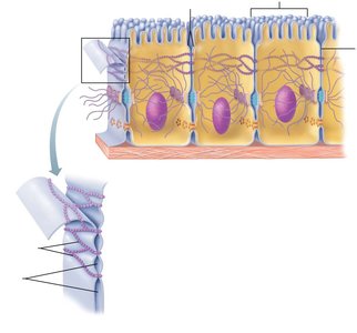 Tight junctions between cells