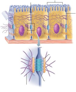 Desmosomes anchoring cells