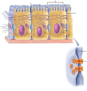 Gap junctions between cells