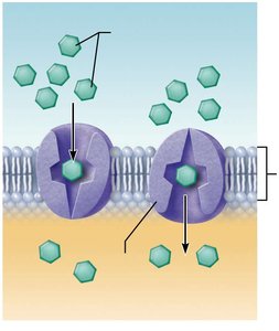 Facilitated diffusion: carrier-mediated