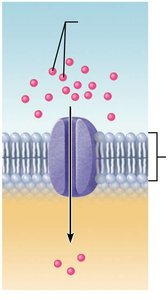 Facilitated diffusion: channel-mediated