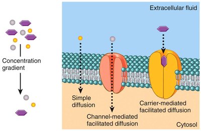 Comparison of diffusion types