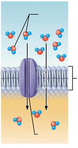 Osmosis through aquaporins
