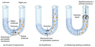 Osmosis experiment