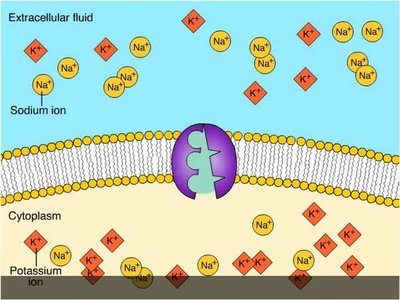 Active transport across membrane