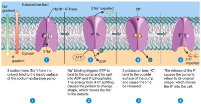 Primary active transport: sodium-potassium pump